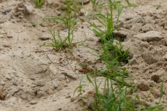 2013-Wisseler-See-1006